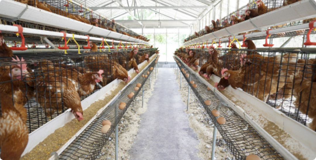 Alborz Poultry Expansion Company (Egg-Laying Breeder)