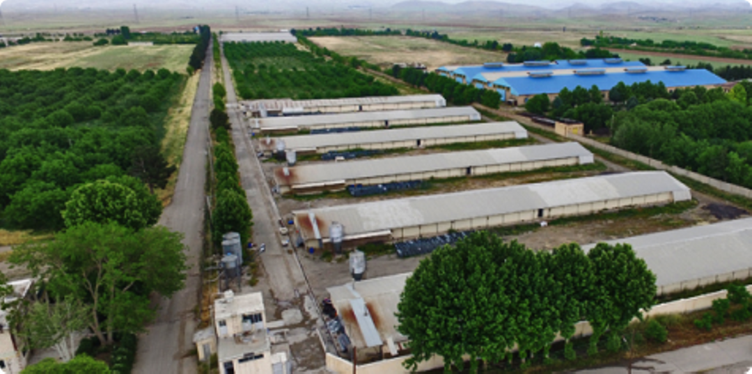 Alborz Poultry Expansion Company (Egg-Laying Breeder)