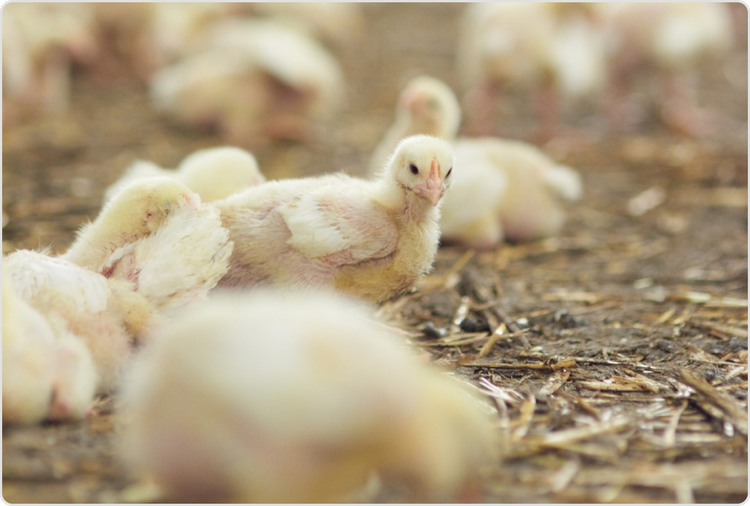 Day old Chicken