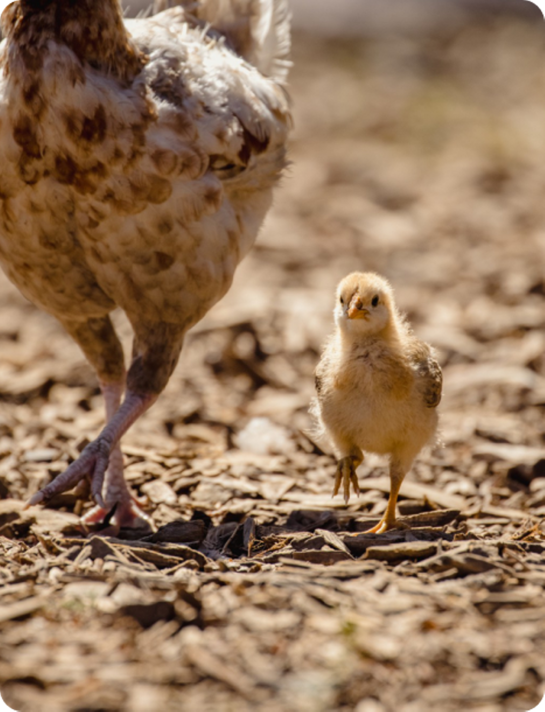 One-day-old Broiler Chicken